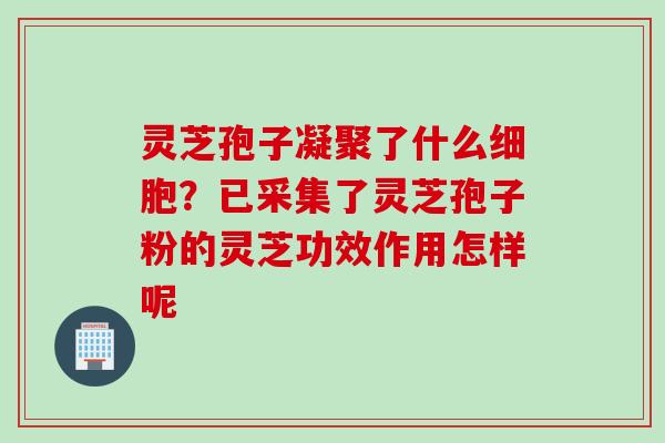 灵芝孢子凝聚了什么细胞？已采集了灵芝孢子粉的灵芝功效作用怎样呢