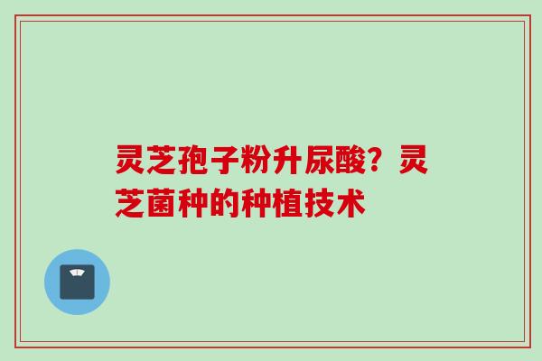 灵芝孢子粉升尿酸？灵芝菌种的种植技术