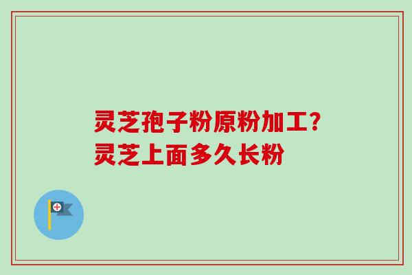 灵芝孢子粉原粉加工？灵芝上面多久长粉