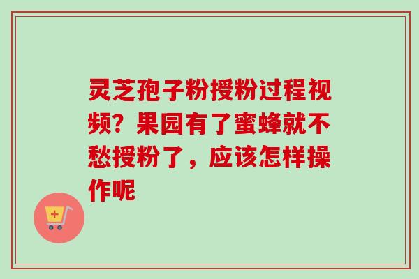 灵芝孢子粉授粉过程视频？果园有了蜜蜂就不愁授粉了，应该怎样操作呢