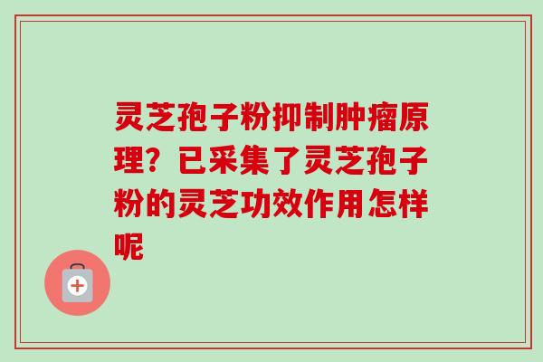 灵芝孢子粉抑制原理?已采集了灵芝孢子粉的灵芝功效作用怎样呢 灵芝孢子粉抑制原理?已采集了灵芝孢子粉的灵芝功效作用怎样呢