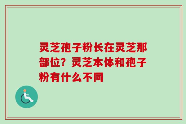 灵芝孢子粉长在灵芝那部位？灵芝本体和孢子粉有什么不同
