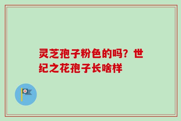 灵芝孢子粉色的吗？世纪之花孢子长啥样