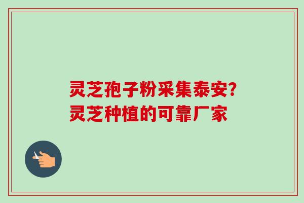 灵芝孢子粉采集泰安？灵芝种植的可靠厂家