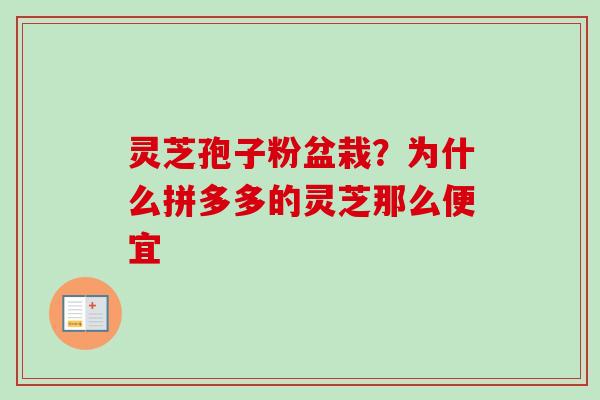 灵芝孢子粉盆栽？为什么拼多多的灵芝那么便宜