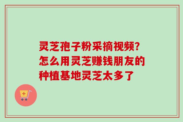 灵芝孢子粉采摘视频？怎么用灵芝赚钱朋友的种植基地灵芝太多了