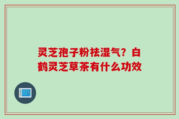 灵芝孢子粉祛湿气？白鹤灵芝草茶有什么功效