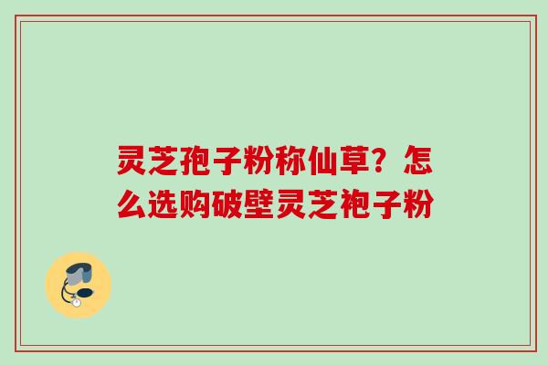 灵芝孢子粉称仙草？怎么选购破壁灵芝袍子粉