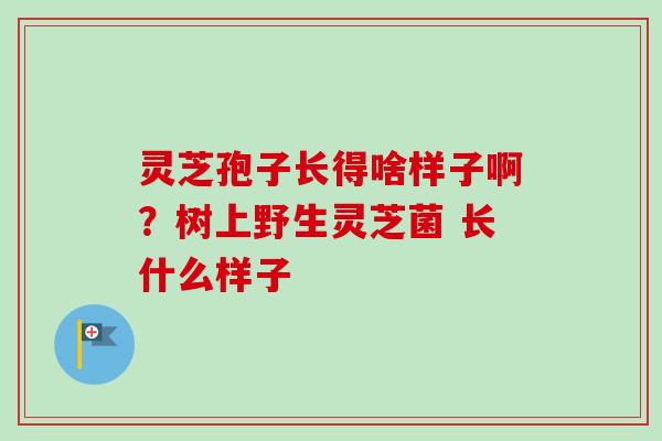 灵芝孢子长得啥样子啊？树上野生灵芝菌 长什么样子
