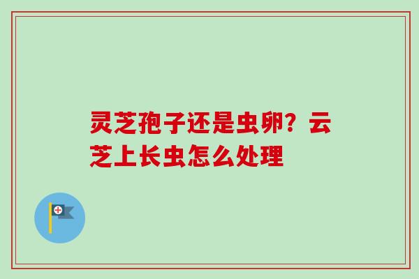 灵芝孢子还是虫卵？云芝上长虫怎么处理