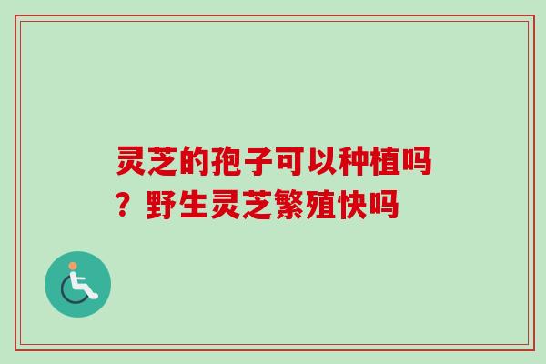 灵芝的孢子可以种植吗？野生灵芝繁殖快吗