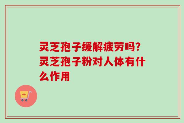 灵芝孢子缓解疲劳吗？灵芝孢子粉对人体有什么作用