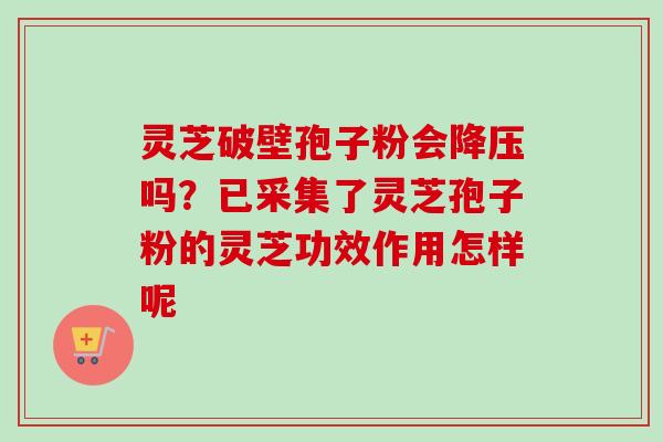 灵芝破壁孢子粉会降压吗？已采集了灵芝孢子粉的灵芝功效作用怎样呢