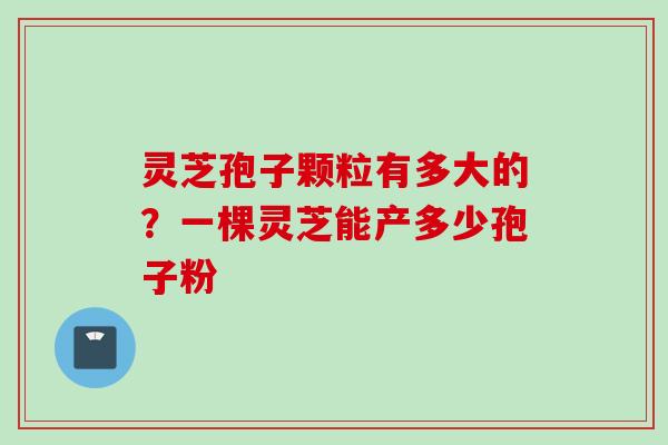 灵芝孢子颗粒有多大的？一棵灵芝能产多少孢子粉