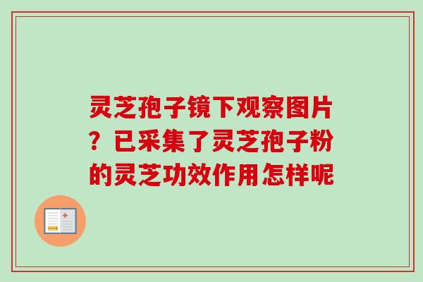 灵芝孢子镜下观察图片？已采集了灵芝孢子粉的灵芝功效作用怎样呢