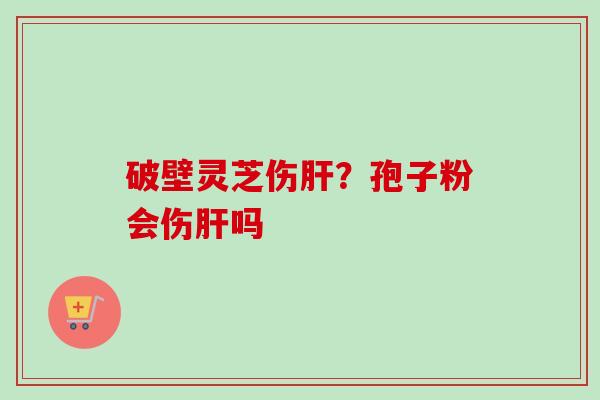 破壁灵芝伤？孢子粉会伤吗