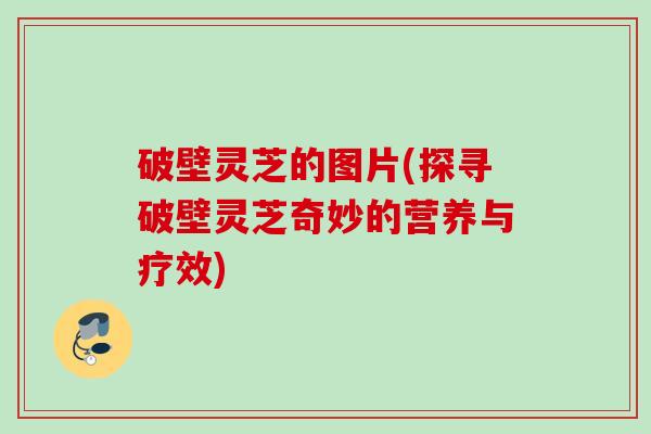 破壁灵芝的图片(探寻破壁灵芝奇妙的营养与疗效) 破壁灵芝的图片(探寻破壁灵芝奇妙的营养与疗效)