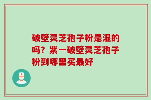 破壁灵芝孢子粉是湿的吗？紫一破壁灵芝孢子粉到哪里买最好
