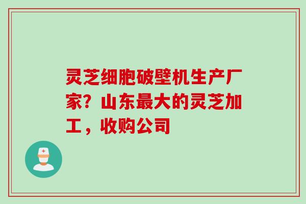 灵芝细胞破壁机生产厂家？山东最大的灵芝加工，收购公司