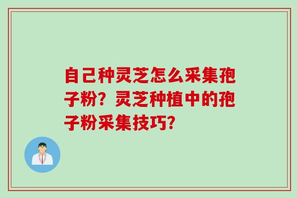 自己种灵芝怎么采集孢子粉？灵芝种植中的孢子粉采集技巧？