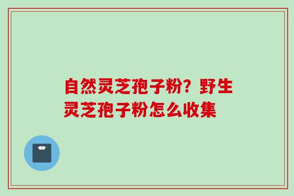 自然灵芝孢子粉？野生灵芝孢子粉怎么收集