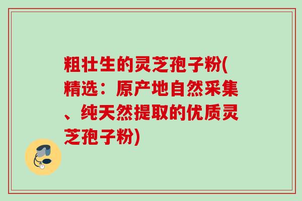 粗壮生的灵芝孢子粉(精选：原产地自然采集、纯天然提取的优质灵芝孢子粉)