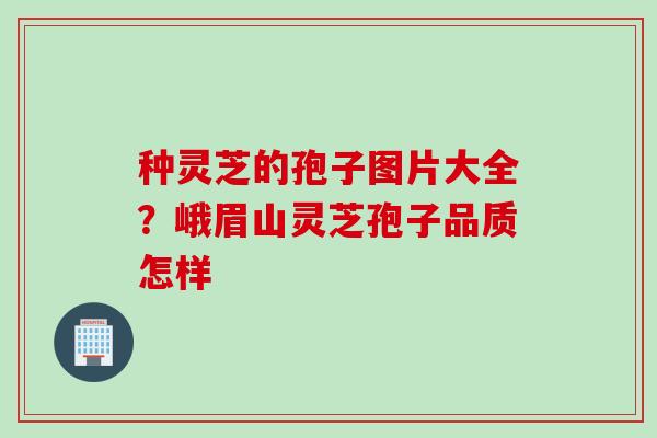 种灵芝的孢子图片大全？峨眉山灵芝孢子品质怎样