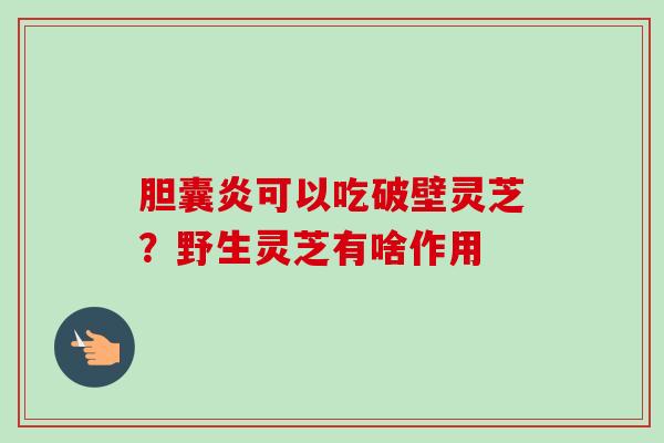 胆囊炎可以吃破壁灵芝？野生灵芝有啥作用