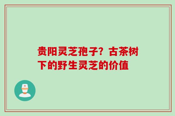 贵阳灵芝孢子?古茶树下的野生灵芝的价值 贵阳灵芝孢子?古茶树下的野生灵芝的价值