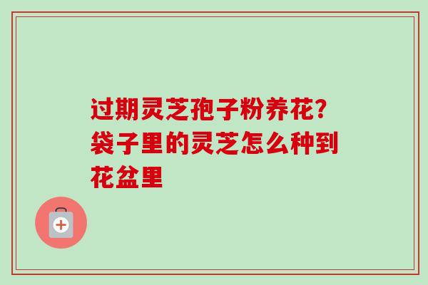 过期灵芝孢子粉养花？袋子里的灵芝怎么种到花盆里