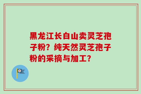 黑龙江长白山卖灵芝孢子粉？纯天然灵芝孢子粉的采摘与加工？
