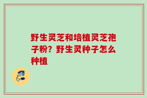 野生灵芝和培植灵芝孢子粉？野生灵种子怎么种植