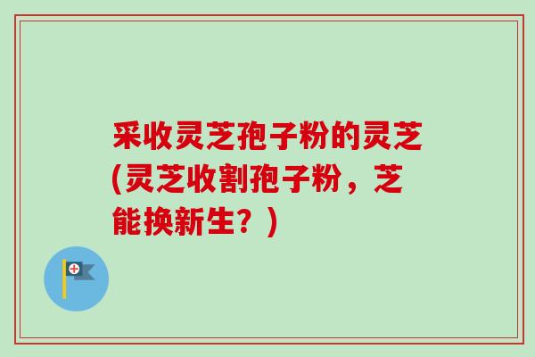 采收灵芝孢子粉的灵芝(灵芝收割孢子粉，芝能换新生？)