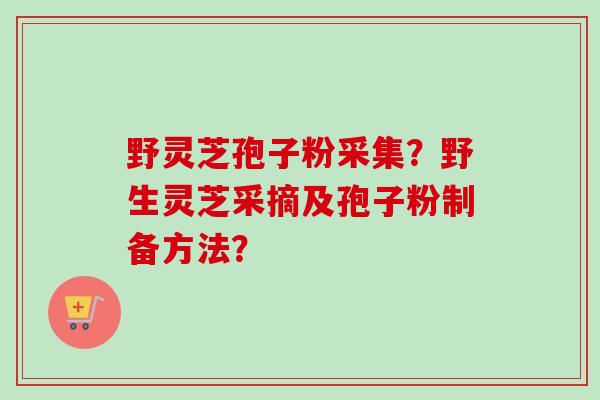 野灵芝孢子粉采集？野生灵芝采摘及孢子粉制备方法？