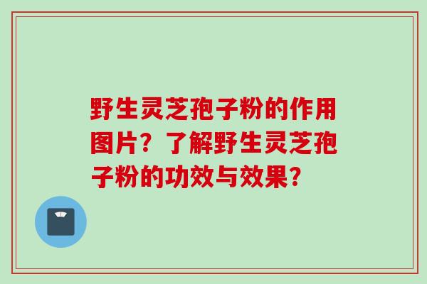 野生灵芝孢子粉的作用图片？了解野生灵芝孢子粉的功效与效果？