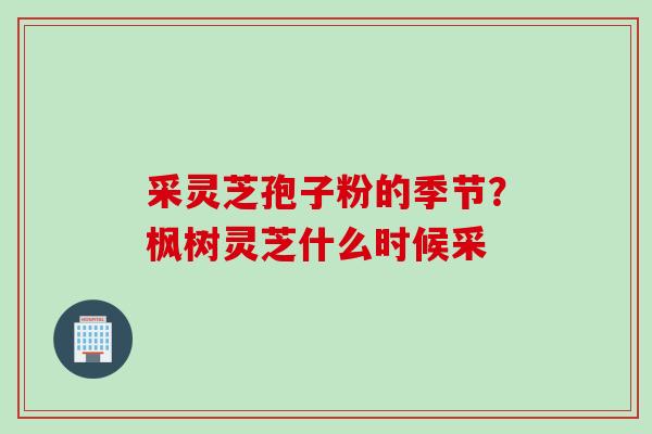 采灵芝孢子粉的季节？枫树灵芝什么时候采