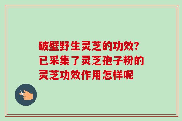 破壁野生灵芝的功效?已采集了灵芝孢子粉的灵芝功效作用怎样呢 破壁野生灵芝的功效?已采集了灵芝孢子粉的灵芝功效作用怎样呢