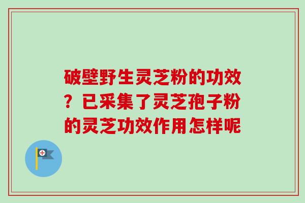 破壁野生灵芝粉的功效？已采集了灵芝孢子粉的灵芝功效作用怎样呢