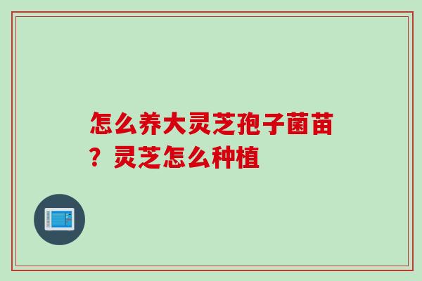 怎么养大灵芝孢子菌苗?灵芝怎么种植 怎么养大灵芝孢子菌苗?灵芝怎么种植