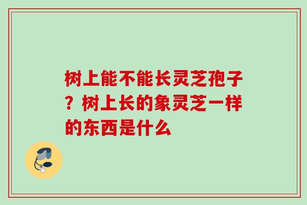 树上能不能长灵芝孢子？树上长的象灵芝一样的东西是什么