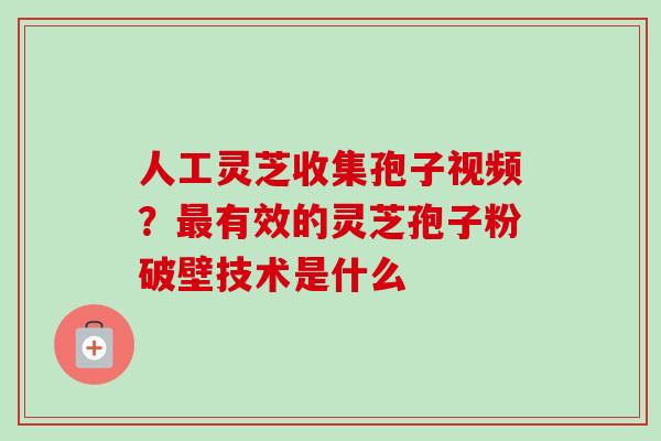 人工灵芝收集孢子视频？最有效的灵芝孢子粉破壁技术是什么