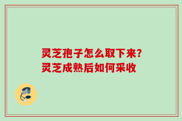 灵芝孢子怎么取下来？灵芝成熟后如何采收