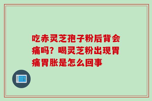 吃赤灵芝孢子粉后背会痛吗？喝灵芝粉出现胃痛胃胀是怎么回事