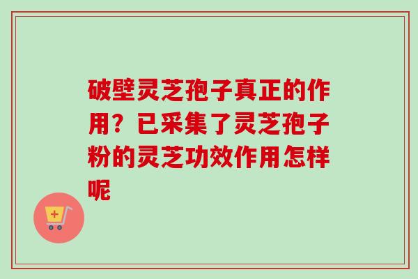 破壁灵芝孢子真正的作用？已采集了灵芝孢子粉的灵芝功效作用怎样呢