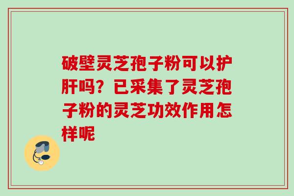 破壁灵芝孢子粉可以护肝吗？已采集了灵芝孢子粉的灵芝功效作用怎样呢