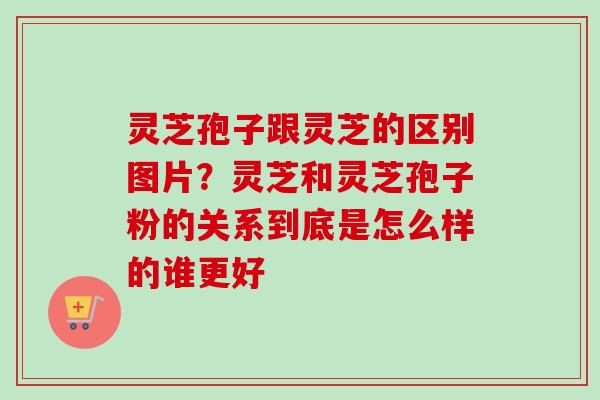 灵芝孢子跟灵芝的区别图片？灵芝和灵芝孢子粉的关系到底是怎么样的谁更好