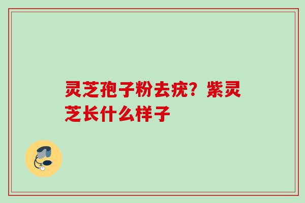 灵芝孢子粉去疣？紫灵芝长什么样子