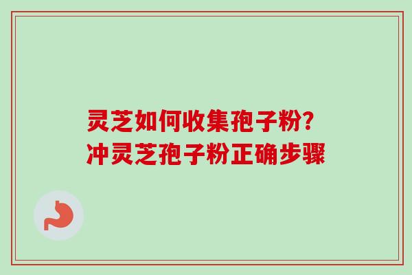 灵芝如何收集孢子粉？冲灵芝孢子粉正确步骤