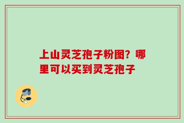 上山灵芝孢子粉图?哪里可以买到灵芝孢子 上山灵芝孢子粉图?哪里可以买到灵芝孢子