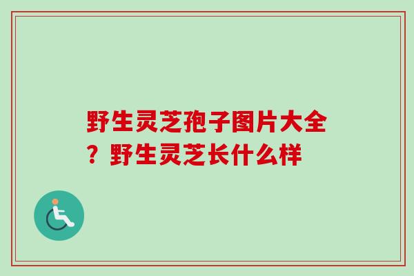 野生灵芝孢子图片大全？野生灵芝长什么样